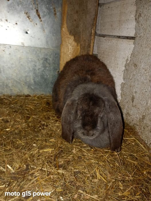 Iepuri Berbec German