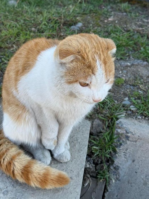 Отдам кота в хорошие руки