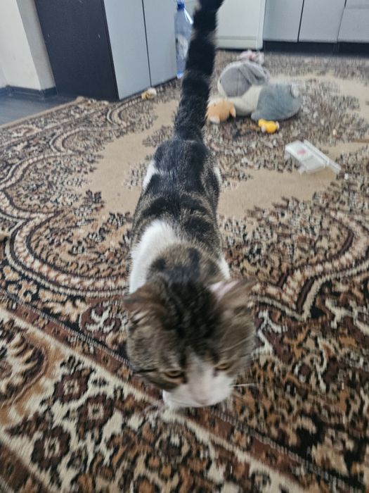 Отдадим в хорощие руки