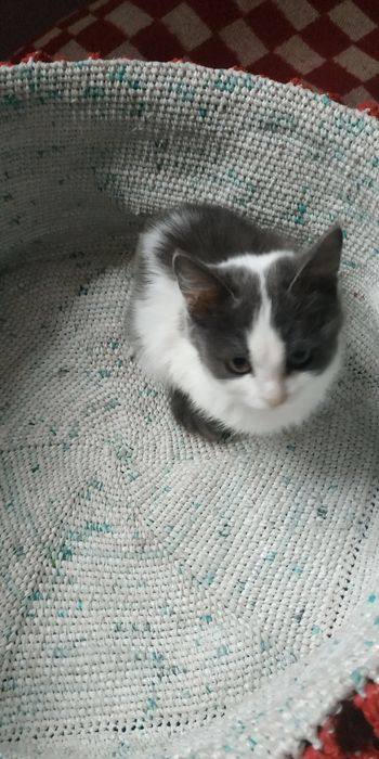 Мысык балдарын тегин беремин. Шиели