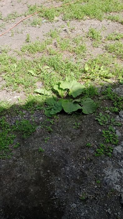 Продам дом в Михайловке