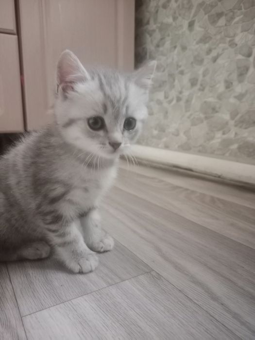 Шотландский котенок