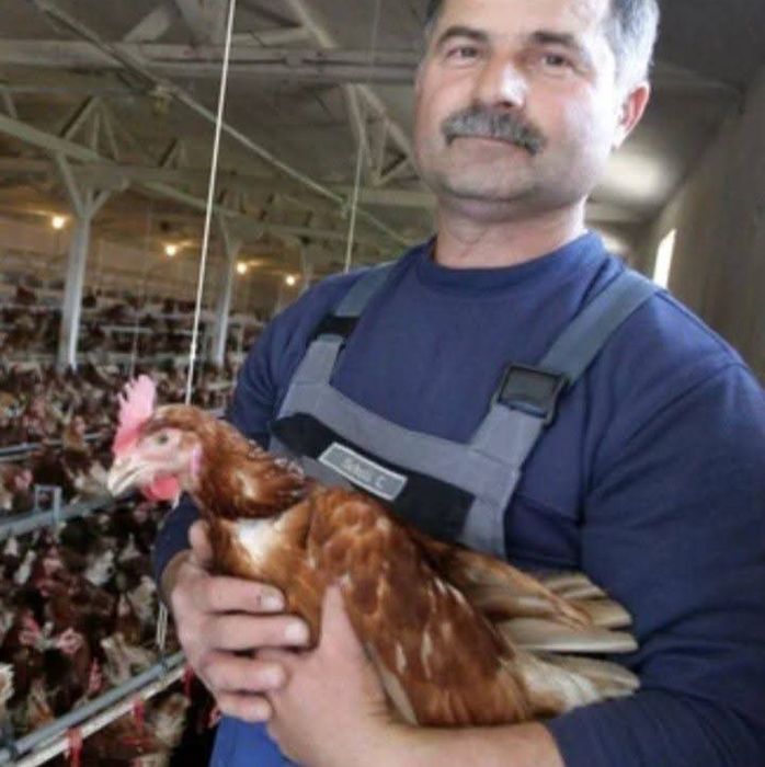 Bună ziua dragi clienți vă oferim înspre vânzare găină roșie ouătoare