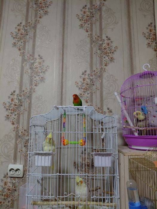 Продам разных попугай