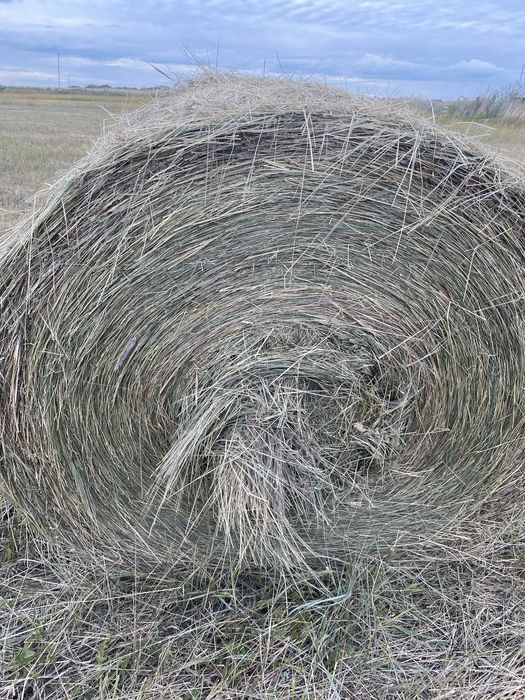 Сено в Рулонах Плотно напресованное