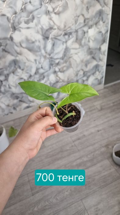 комнатные цветы продаются