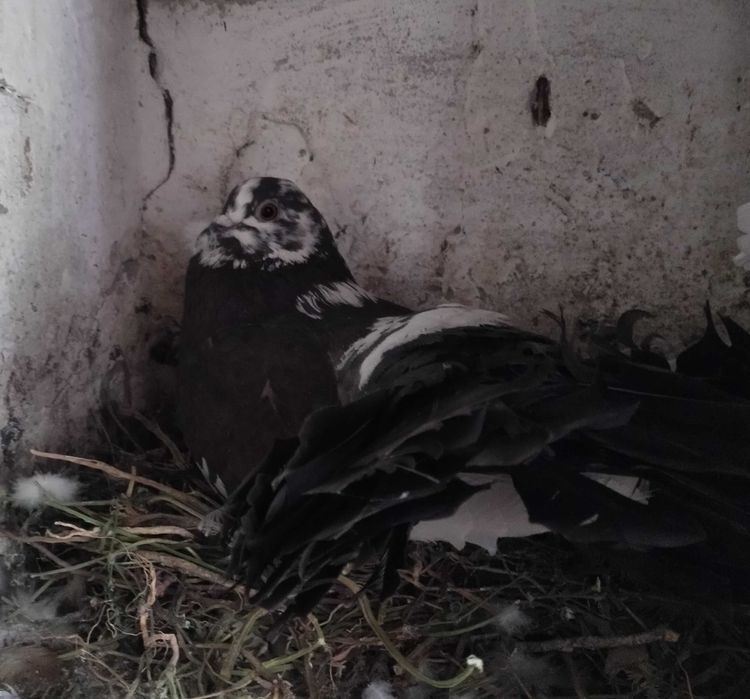 Голуби "павлины"