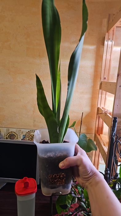 Продам комнатные растения