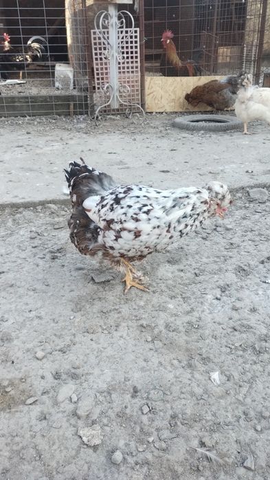 Ouă pentru incubat disponibile