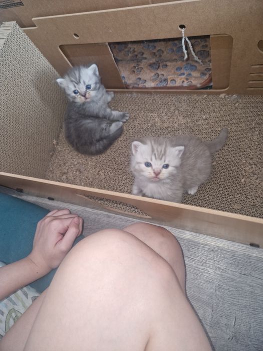 Продажа шотландские котята