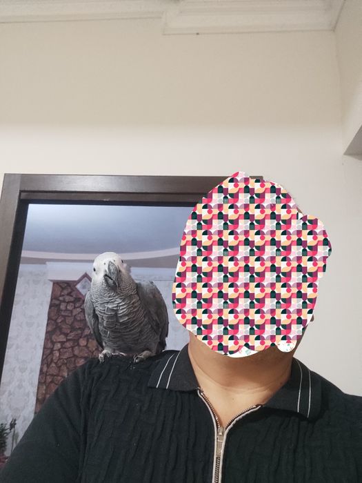 Srochna sotiladi jacco papugay