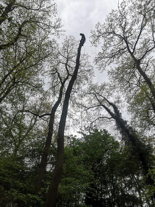 Arborist, Alpinist utilitar in arbori/copaci,taieri arbori/pomi/copaci