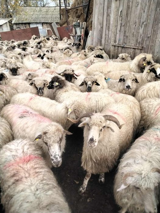 Vând 23 de oi.      .