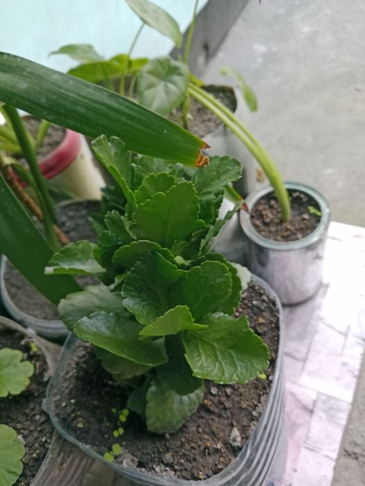 Продам цветы от 500 до 2500