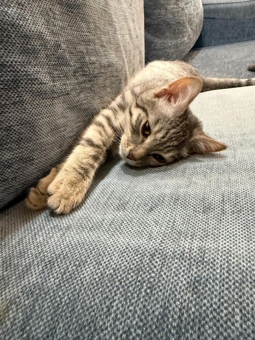 Кот шотландец 4,5 месяца