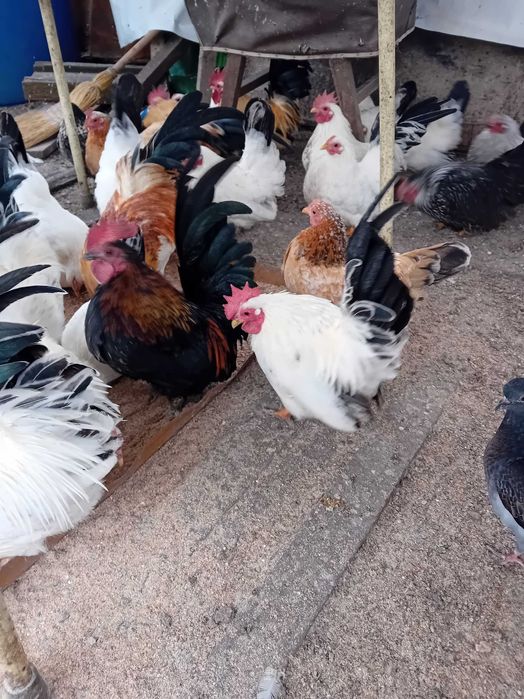 Кокошки и петли от порода Шабо