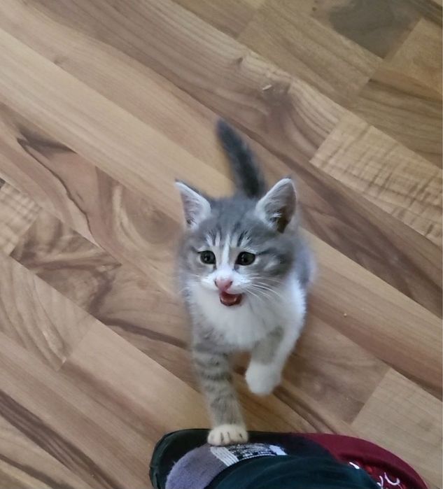 Отдам даром в добрые руки