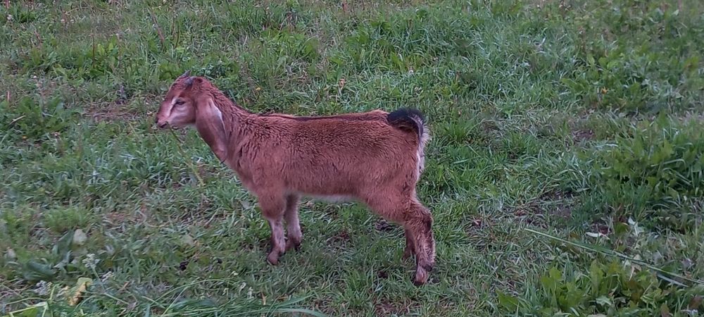 Ieduta nubiana 4luni