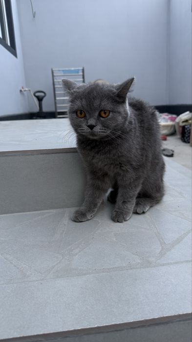 mushuk sotila zotli