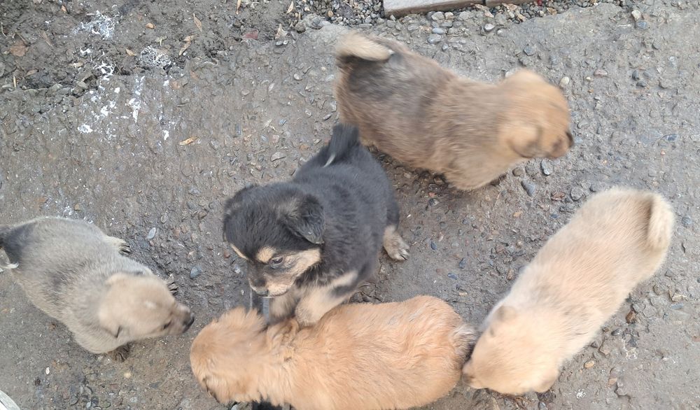 Щенки в добрые руки