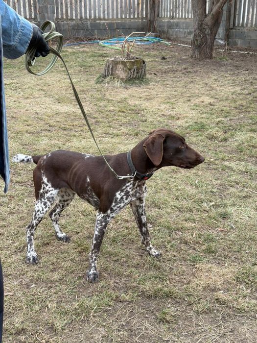 Курцхар сука 1.5года