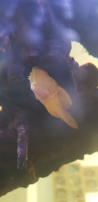 анцитрус золотистый, 10-12 см.