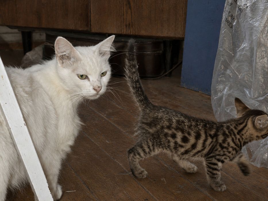 Котята от Турецкой Ангоры бесплатно