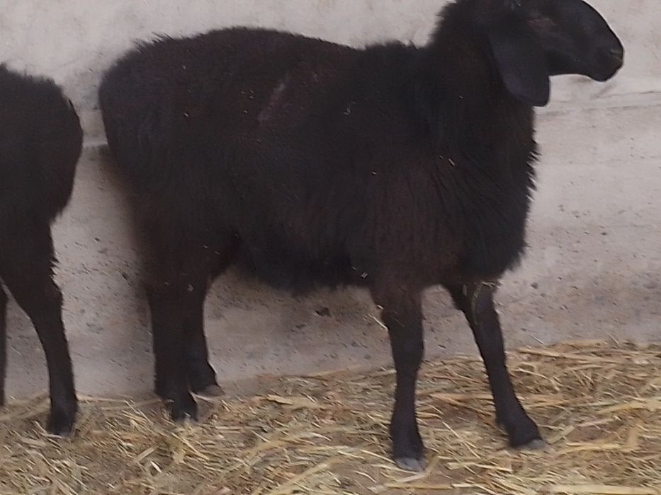 Qõchqorlar sotiladi