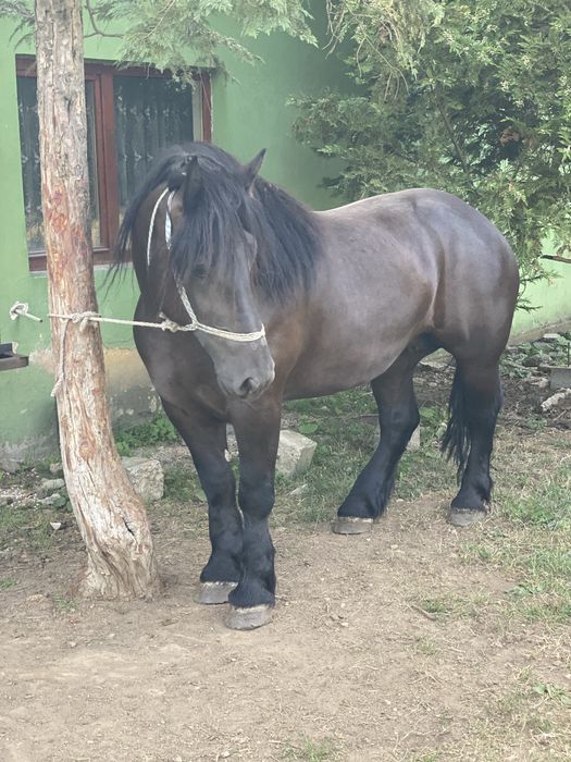 De vânzare iapă de 4 ani