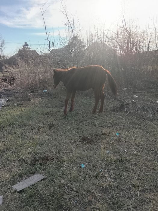 Продам лошади кобыл тай