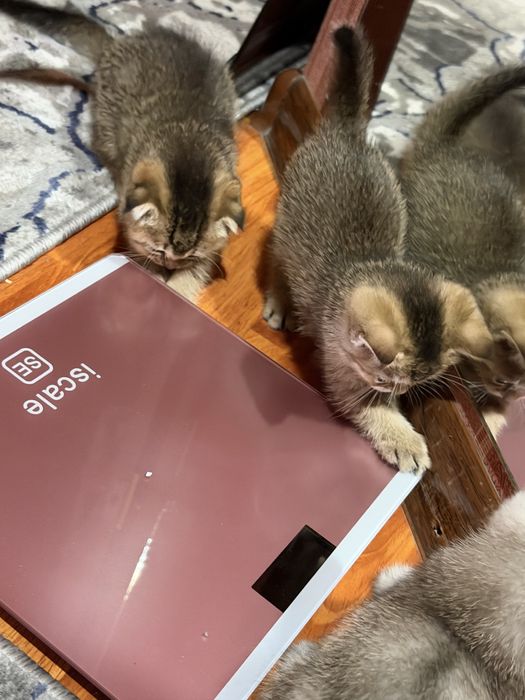 Коцята 1,5 месячные