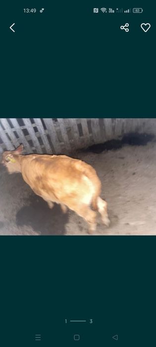 Сатам еркек бұзау