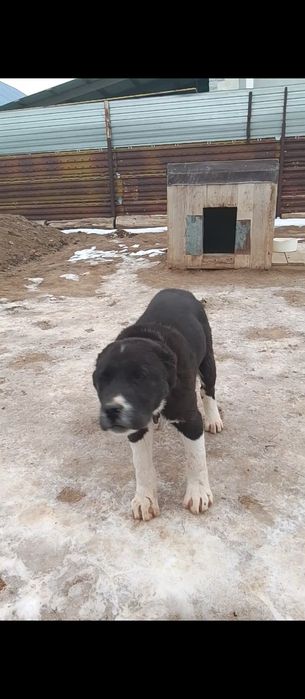 Алабай сао тобет