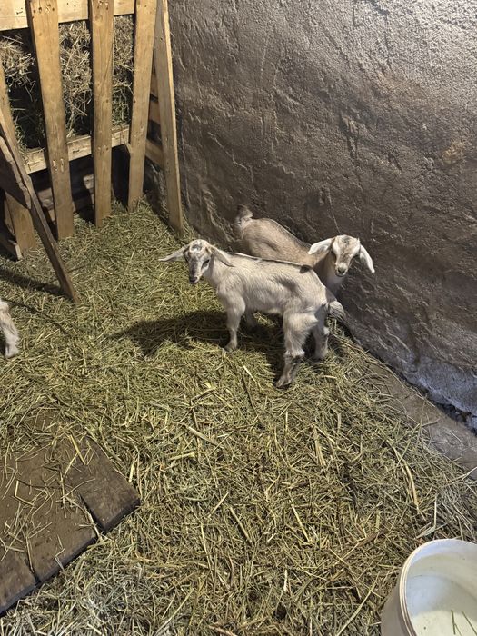 Продам коз  с Кендала