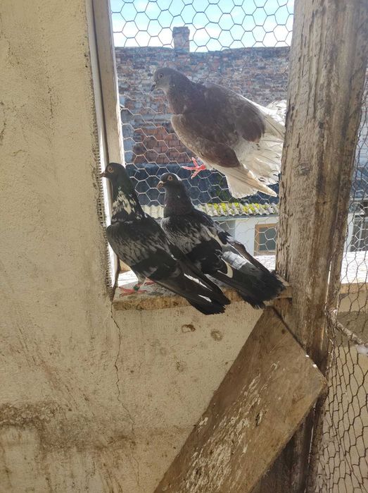 Porumbei Tippler Englez și Ciung de Ploiești