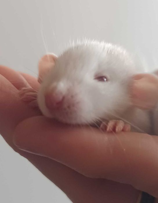 Декоративные крысы.Крысята дамбо