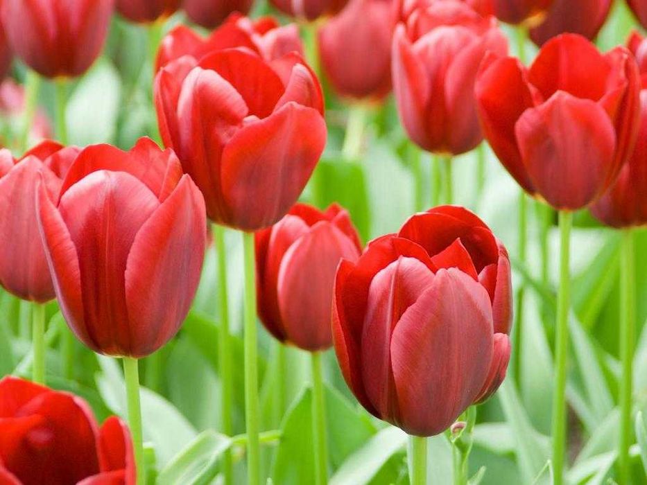 Луковицы красных тюльпанов посадочный материал