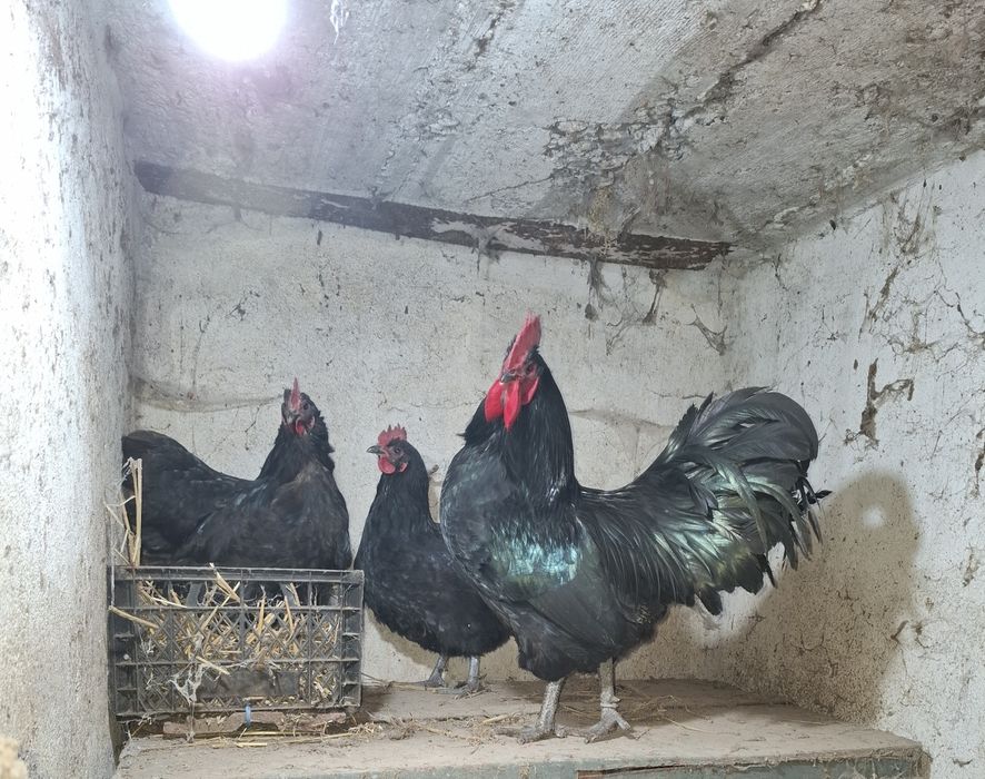 Oua de incubat italian alb și australorp