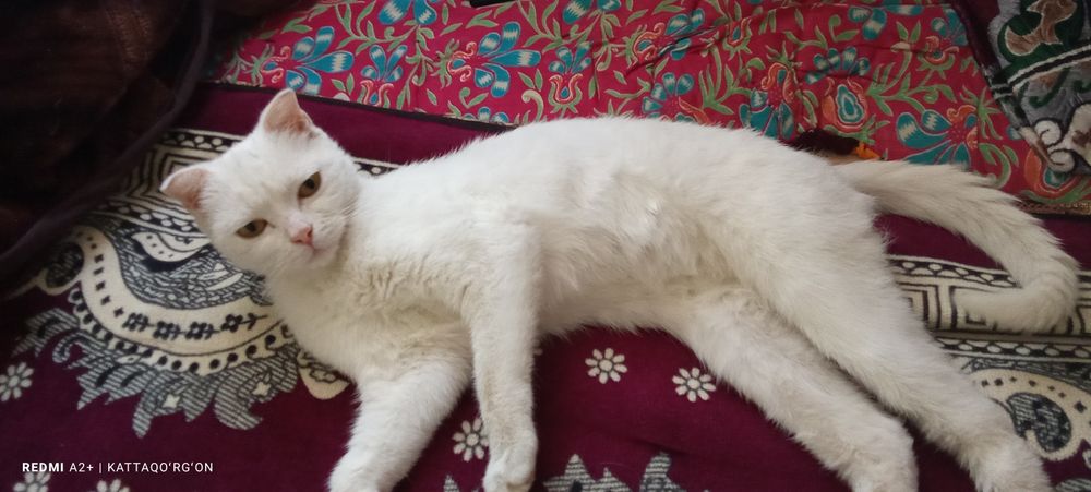 Toza zotli mushuk scottish fold oq rangli