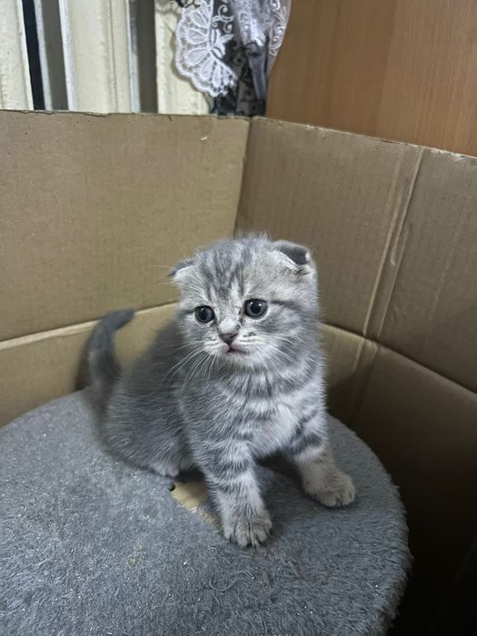 Продам шотландских котят