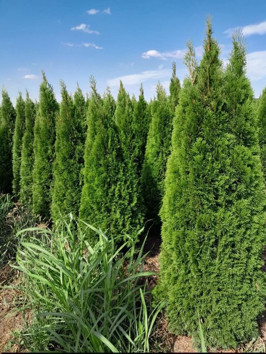 Tuia thuja smaragd diferite dimensiuni aclimatizate