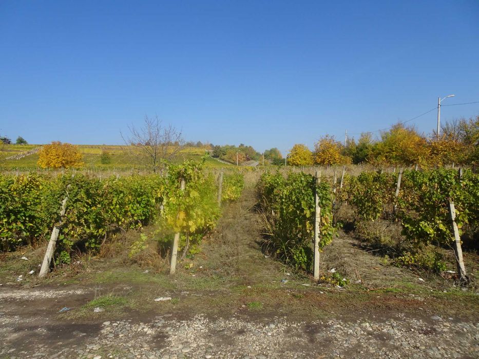 Vand teren cu vie (INTRAVILAN)