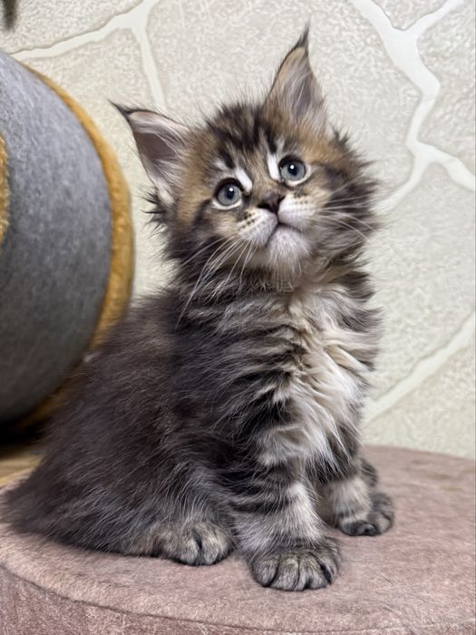 котята Мейнкуны из питомника