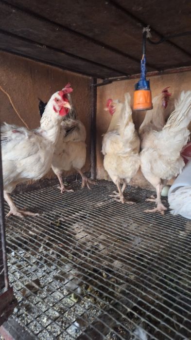 Куры домашние 8 месяцев