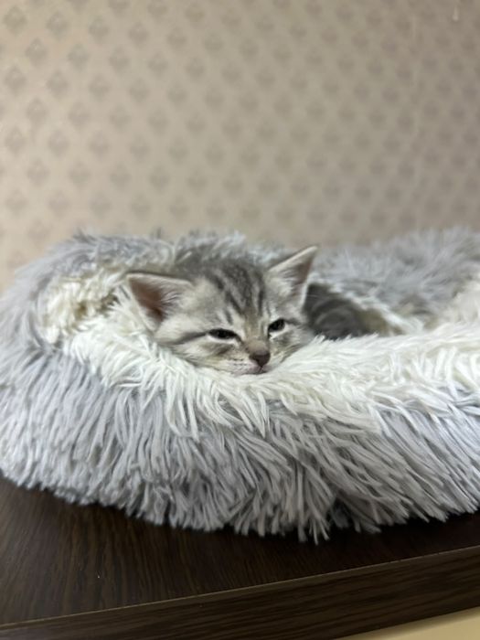Отдам котенка в добрые руки