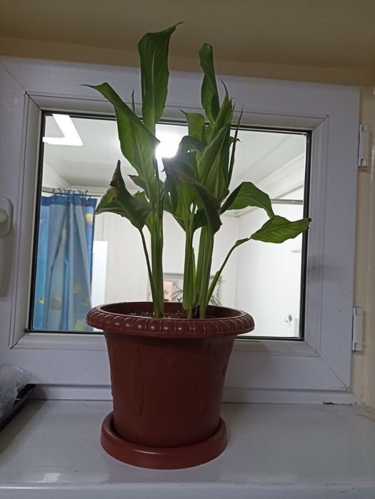 Комнатные ( домашние ) цветы