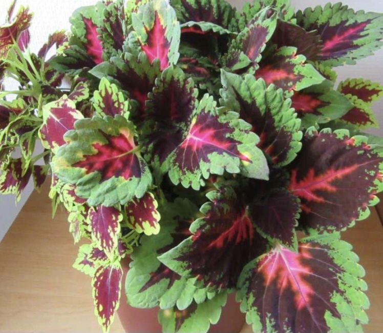 Продам комнатные цветы