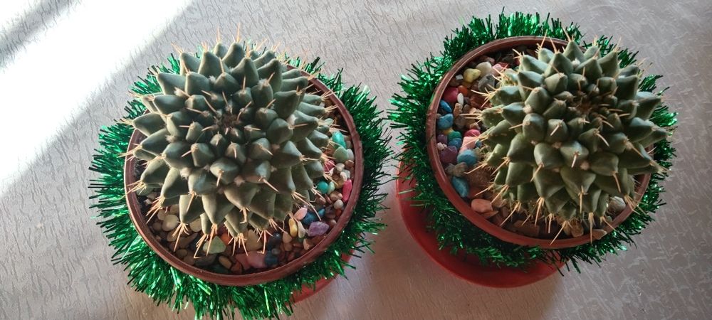 Кактусы новогодние подарки