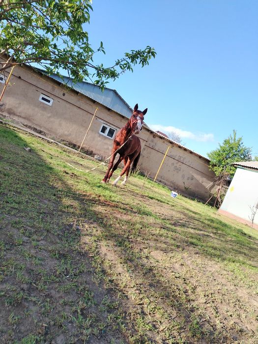 Жылқы сатылады  мінгі
