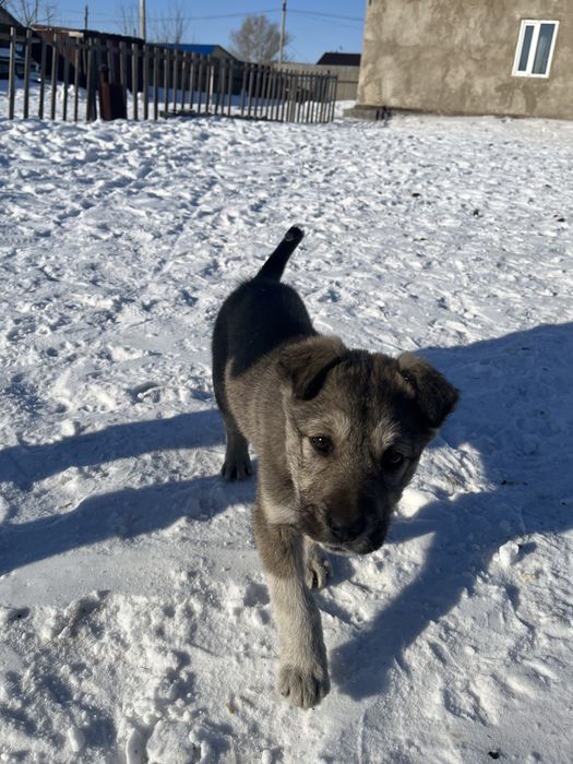 Продается щенок тобета